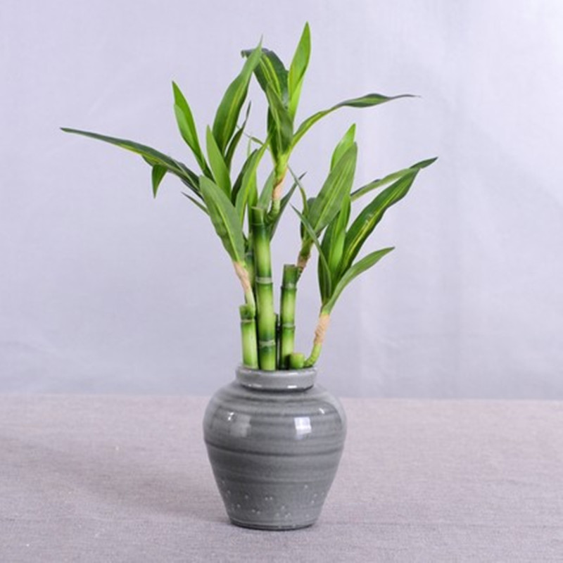 New 40cm rFtificial Lucky Bamb - Echeveria Succulent review and price
