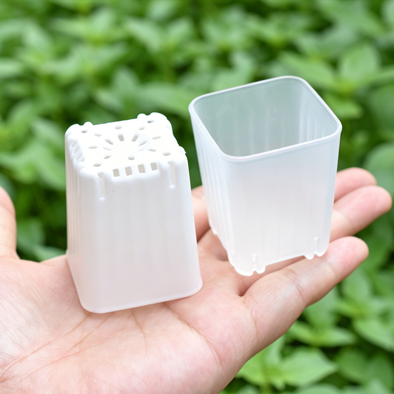 50-100Pcs 4cm Mini Thicken Whi - Echeveria Succulent review and price